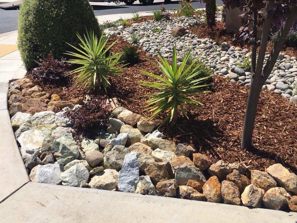 Backyard turf transformation