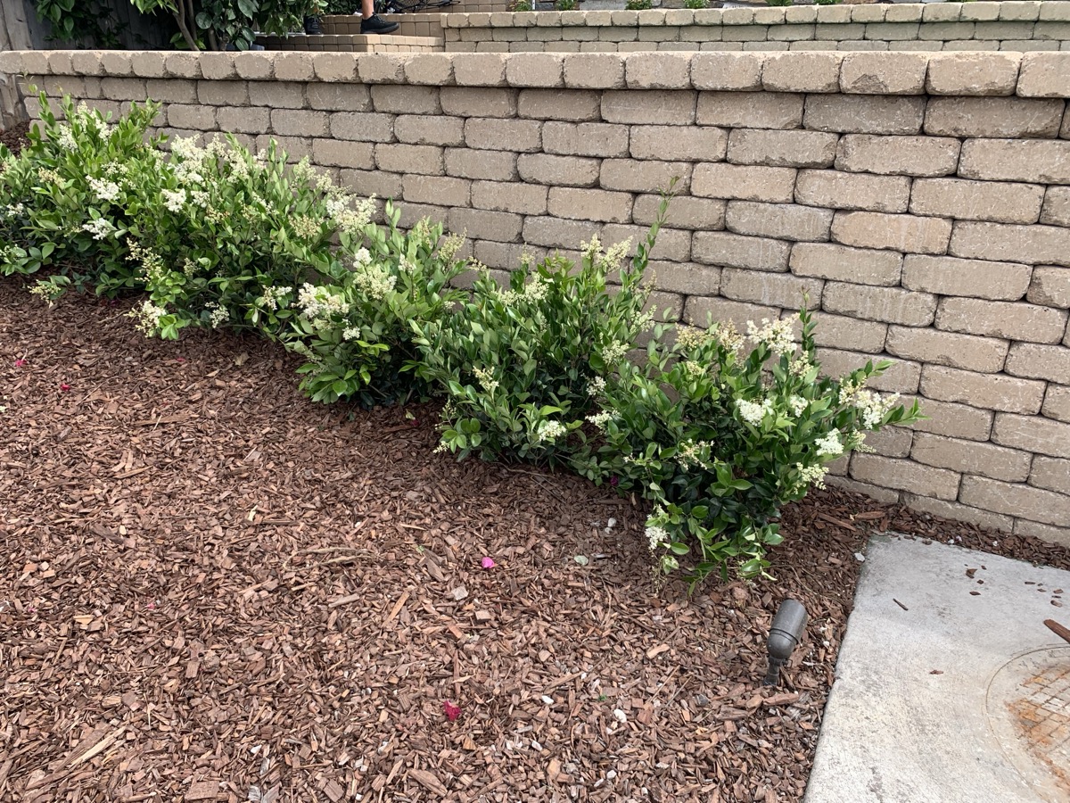 New Era Landscape Landscape Design project